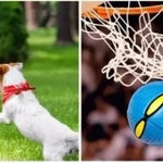 PELOTA VOLADORA PARA MASCOTA